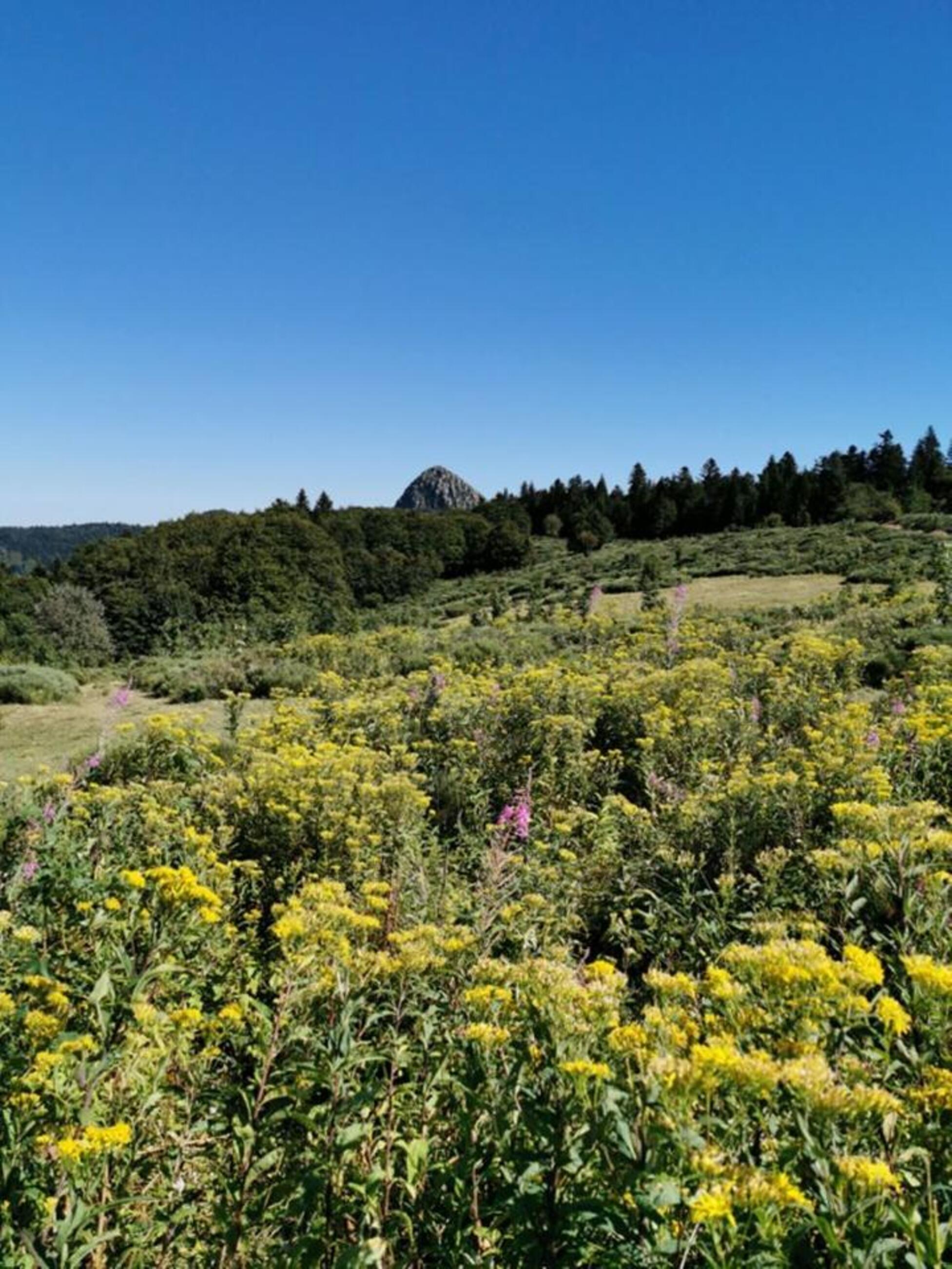 Flore faune et forêt en Vallée du Pradal