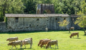 Prades - Ancien puit de mine ©sourcesetvolcans