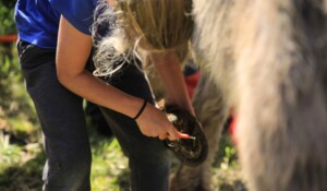 Ligne du partage des eaux with a donkey_Burzet