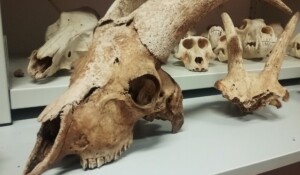 Les réserves du Musée de la Préhistoire