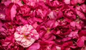 Roses anciennes ©Diego Comer ©c.troubat