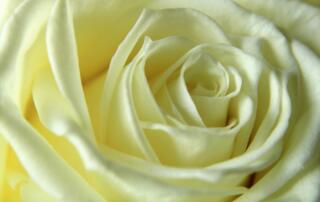 roses blanches ©pixabay - ©pixabay