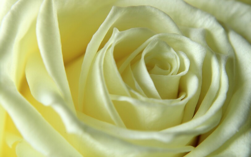 roses blanches ©pixabay