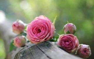 roses ©pixabay - ©pixabay
