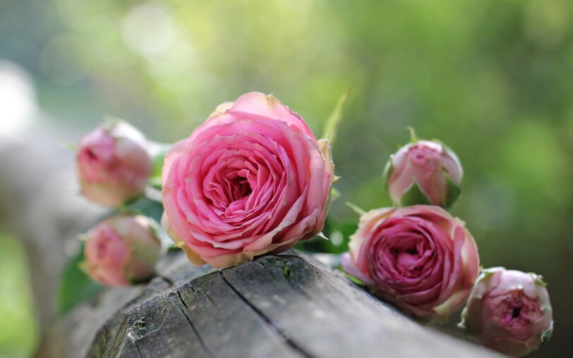 roses ©pixabay