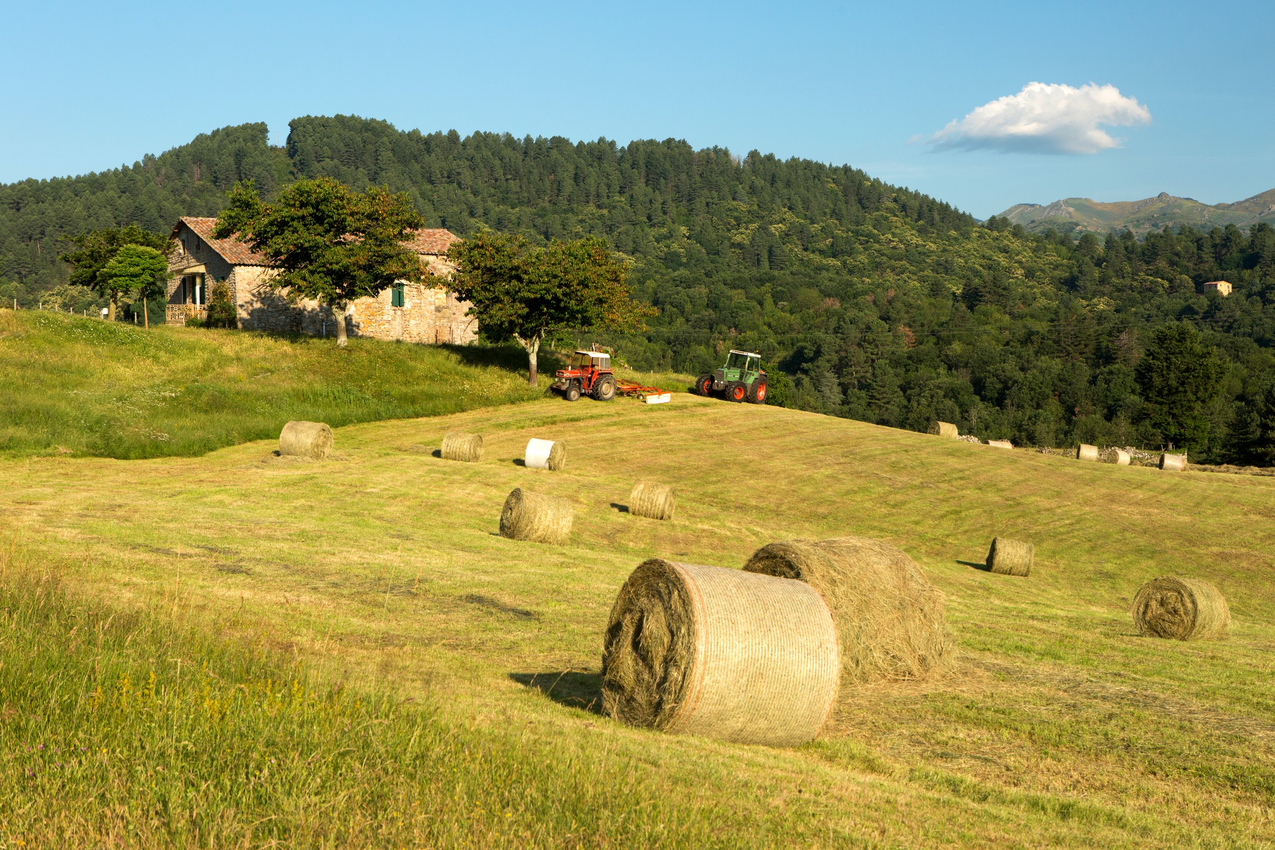 Saint-Cirgues-de-Prades - Fauchage à Gensac ©S.BUGNON