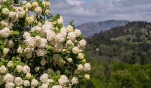 Saint-Cirgues-de-Prades - hortensias blancs dans le village ©sourcesetvolcans