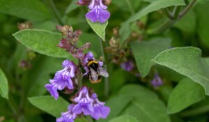 Sauge officinale©Pixabay