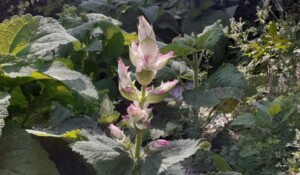 Fleur de sauge sclarée