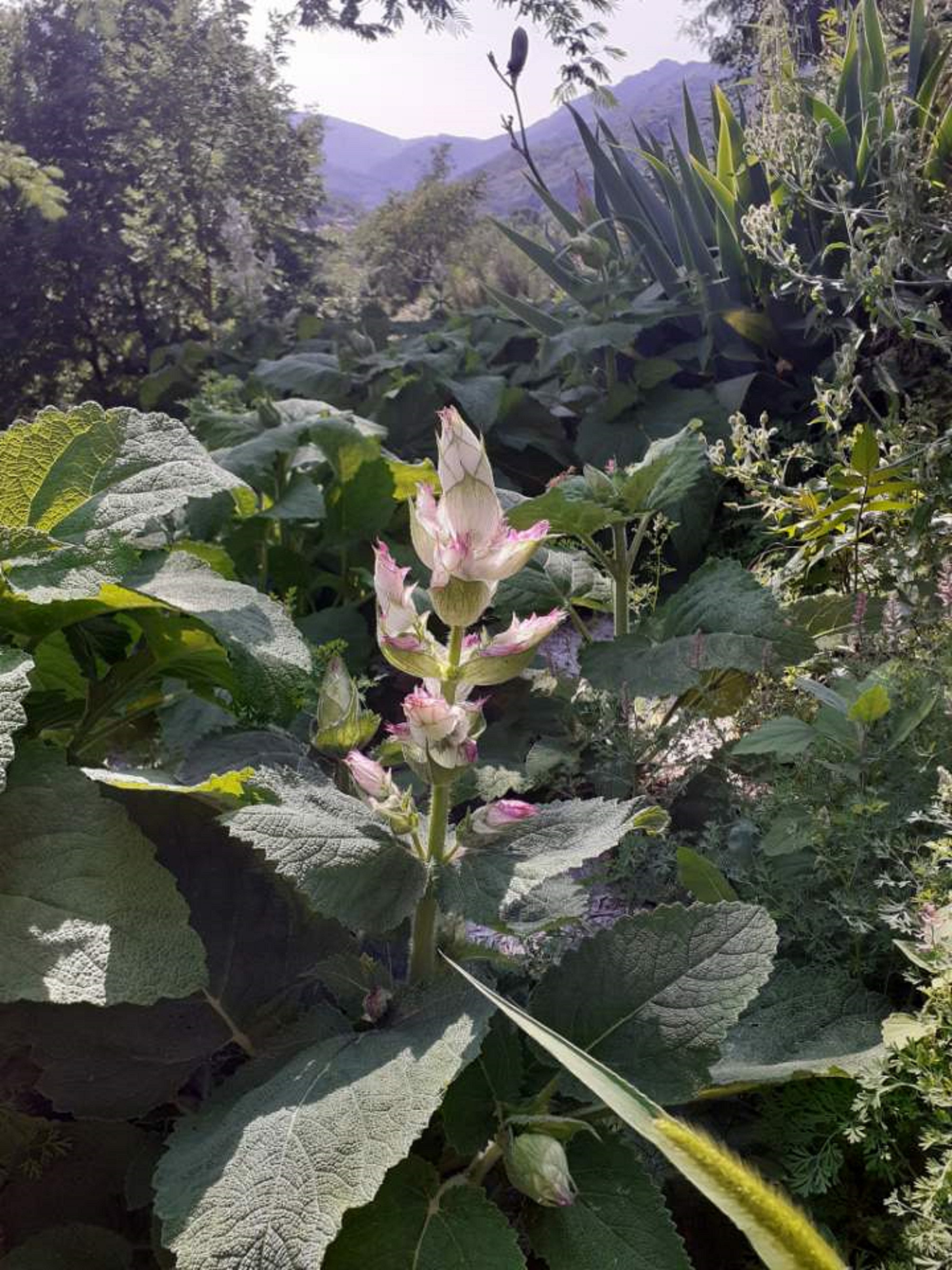 Fleur de sauge sclarée