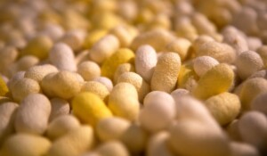 Cocons de ver à soie