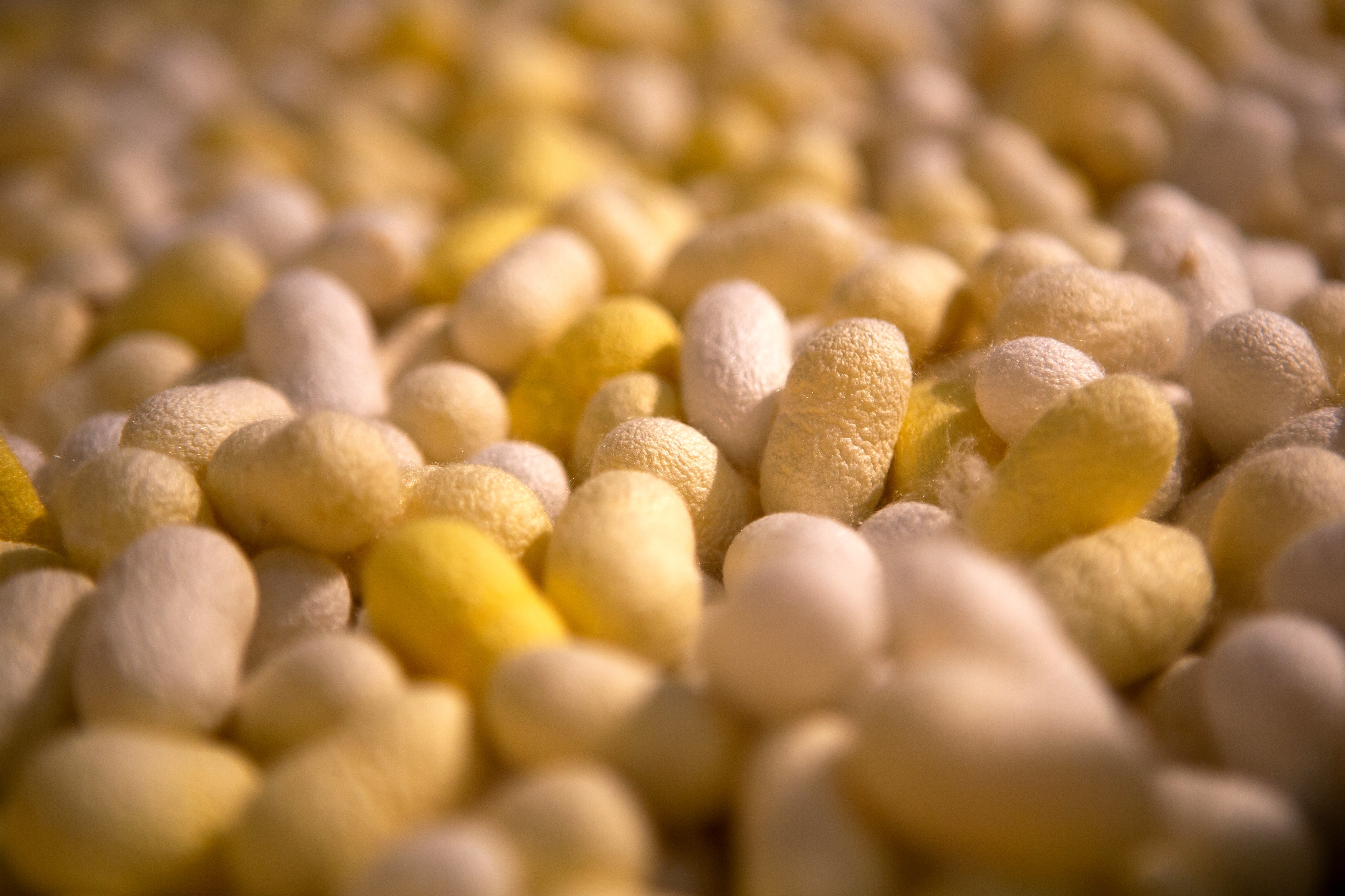 Cocons de ver à soie