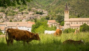 Jaujac - Vaches à Rochemure-2 ©S.BUGNON