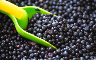 Péreyres - Fête de la Myrtille-4 - ©S.BUGNON