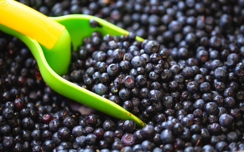 The Blueberry Festival