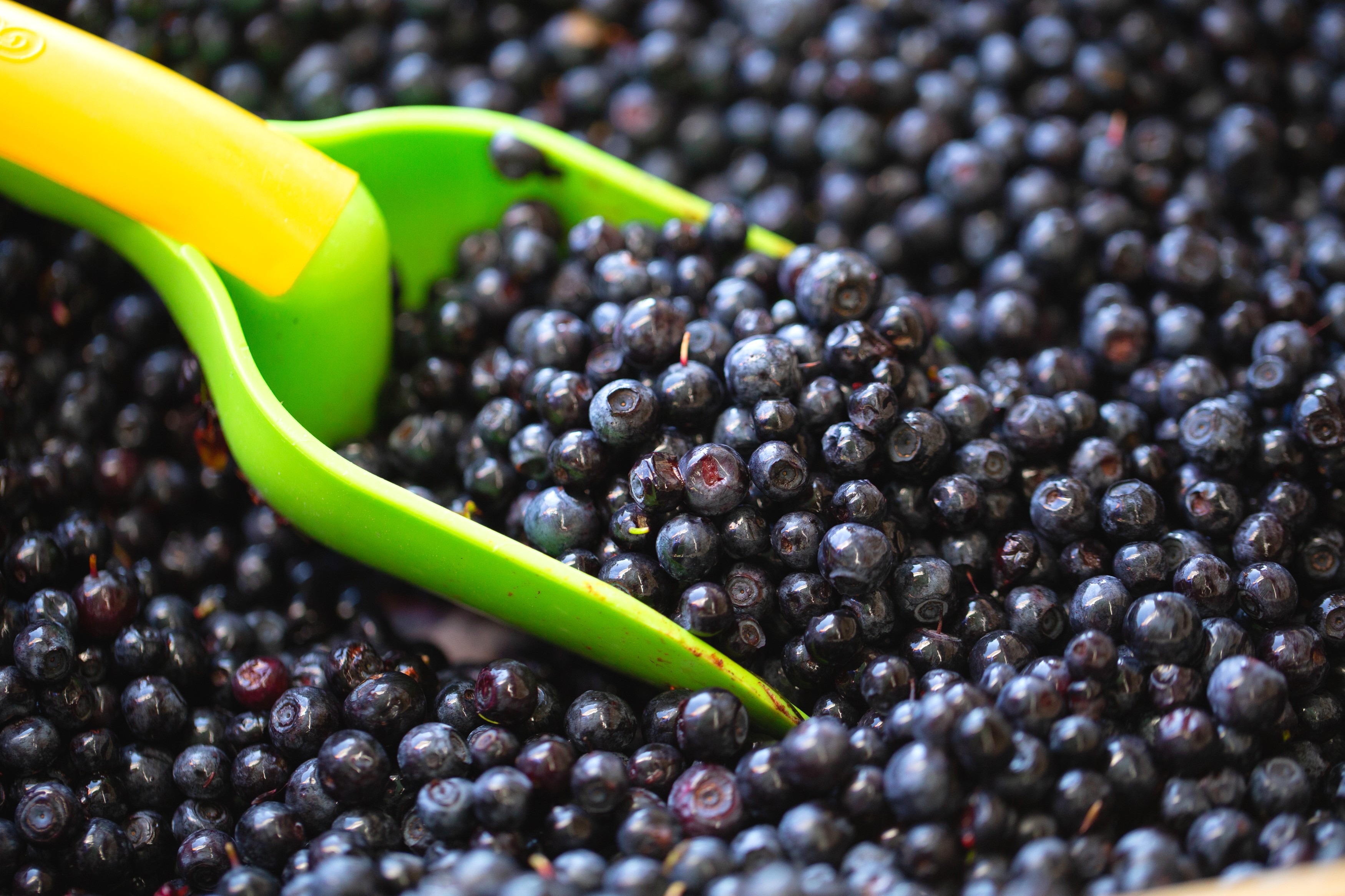 Péreyres - Fête de la Myrtille-4