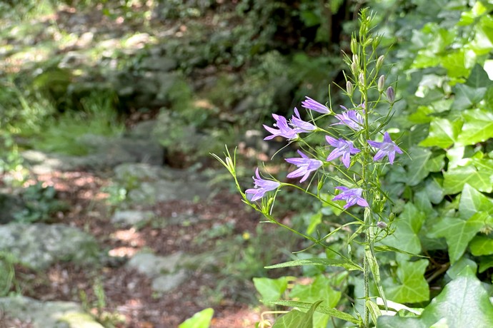 Fleurs sur le sentier botanique de Barnas, randonnées en Ardèche