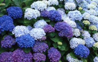 Hortensias bleus