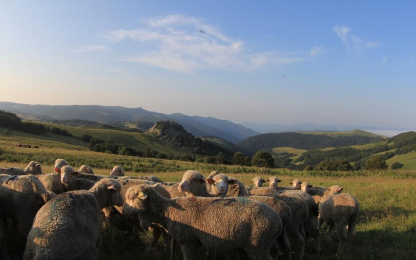 Plateau Ardéchois