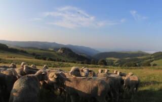 Plateau Ardéchois - ©Stéphane Tripot