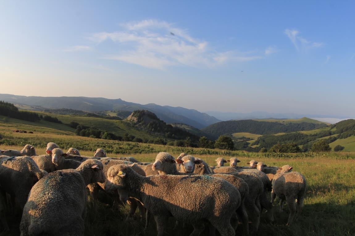 Plateau Ardéchois