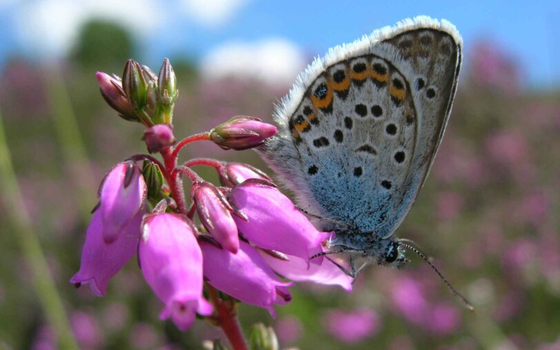 La Tourbière des Narcettes