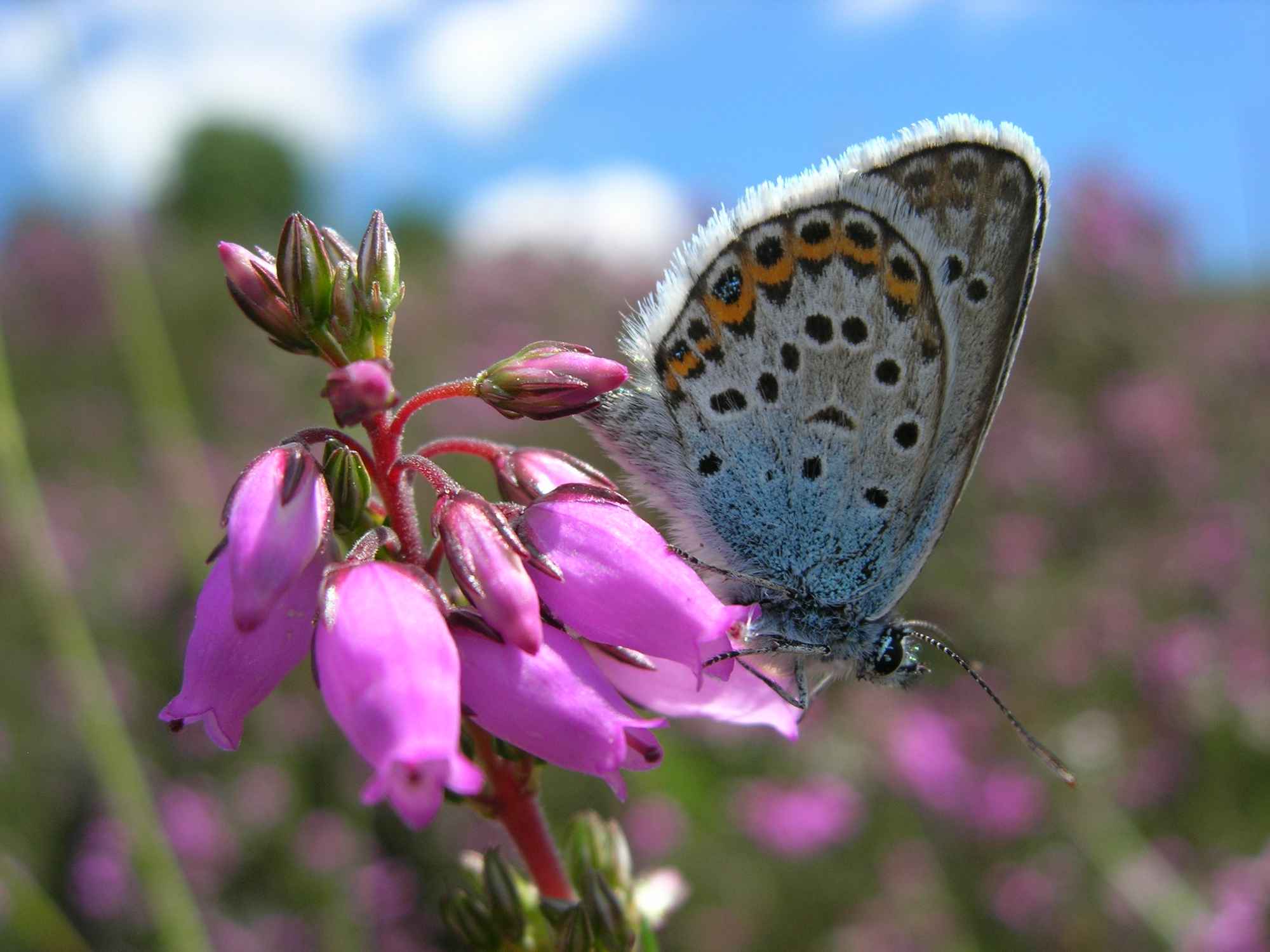 La Tourbière des Narcettes
