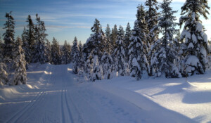 Excursion by minibus : Domaine de la Chavade / Nordic skiing
