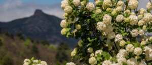 St Cirgues de Prades - fleurs et montagne au village ©sourcesetvolcans