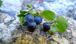 St pierre de colombier - Ferme des plaisirs simples ©s.nahas
