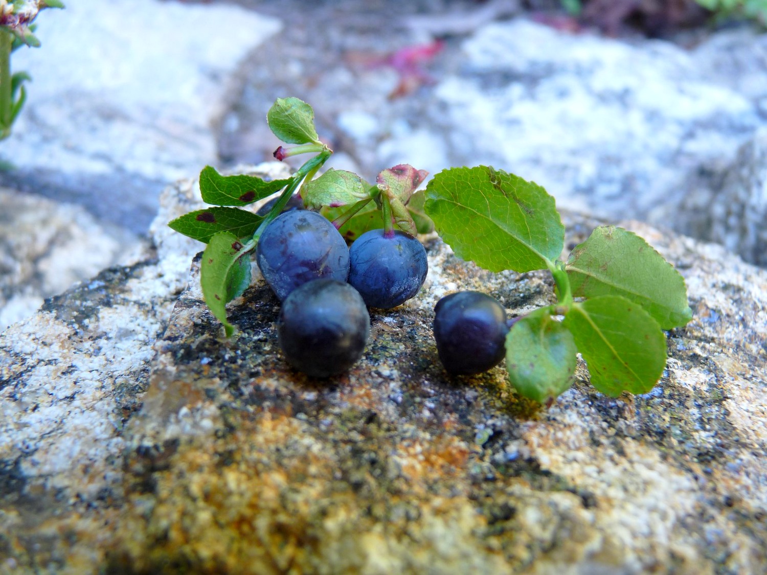St pierre de colombier - Ferme des plaisirs simples ©s.nahas