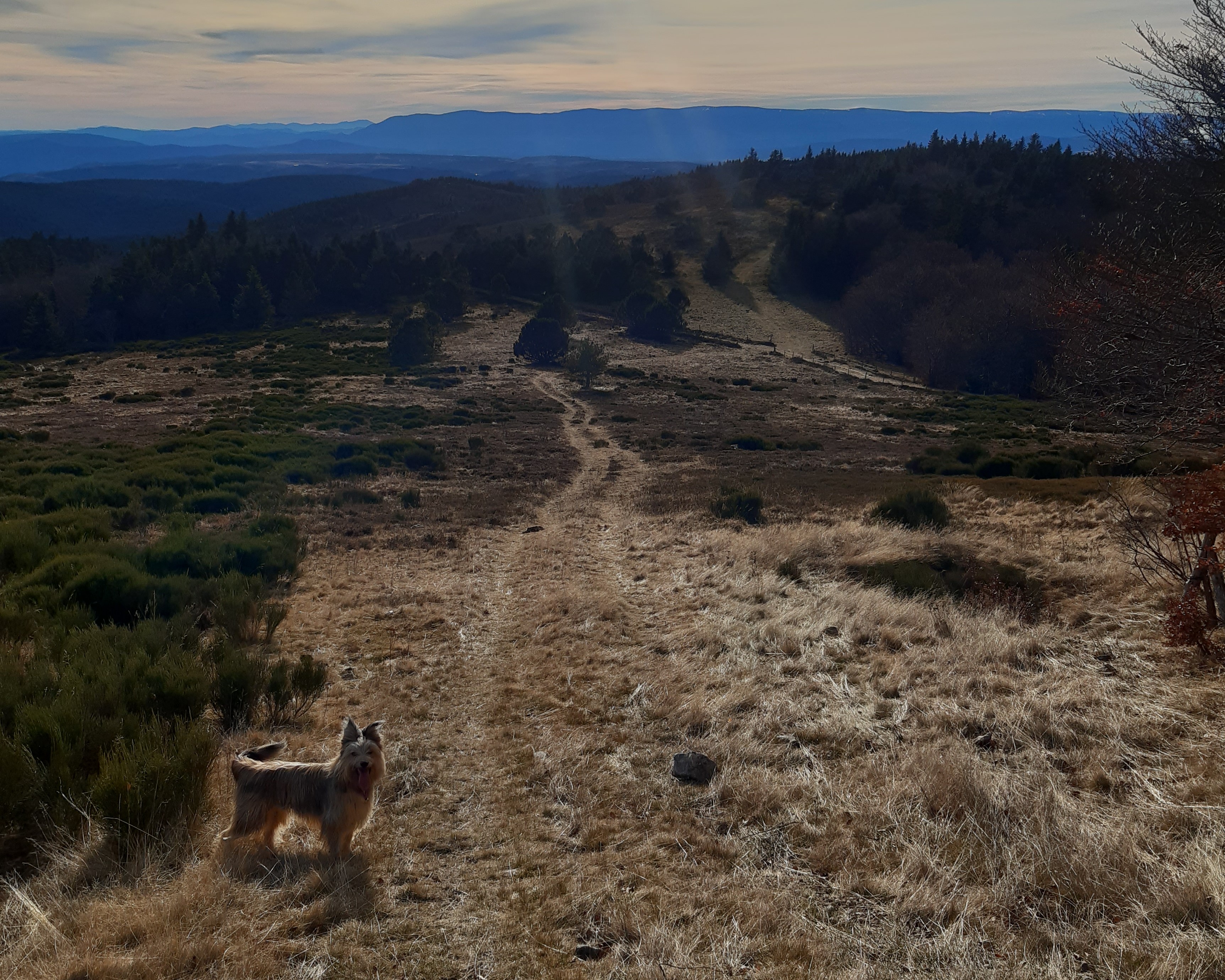 Chemin sur le Tanargue