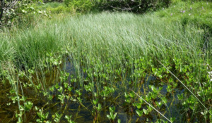 Tourbières de La Rochette