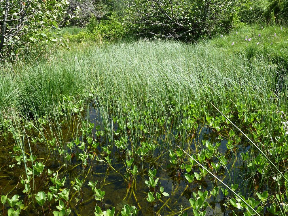 Tourbières de La Rochette_La Rochette
