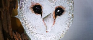 Tekitoy - Chouette effraie. Verre fusionné & bois