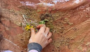 Capucine Eveno, art-thérapeute