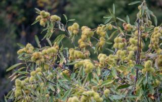 Châtaignier - ©sourcesetvolcans