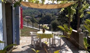 Olive trees - Mas de Dardet