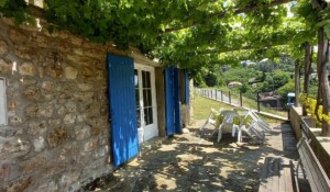 Olive trees - Mas de Dardet