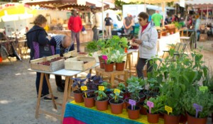 Thueyts - Marché du vendredi matin place du champ de mars - Plantes aromatiques de la Ferme du Bossu ©S.BUGNON