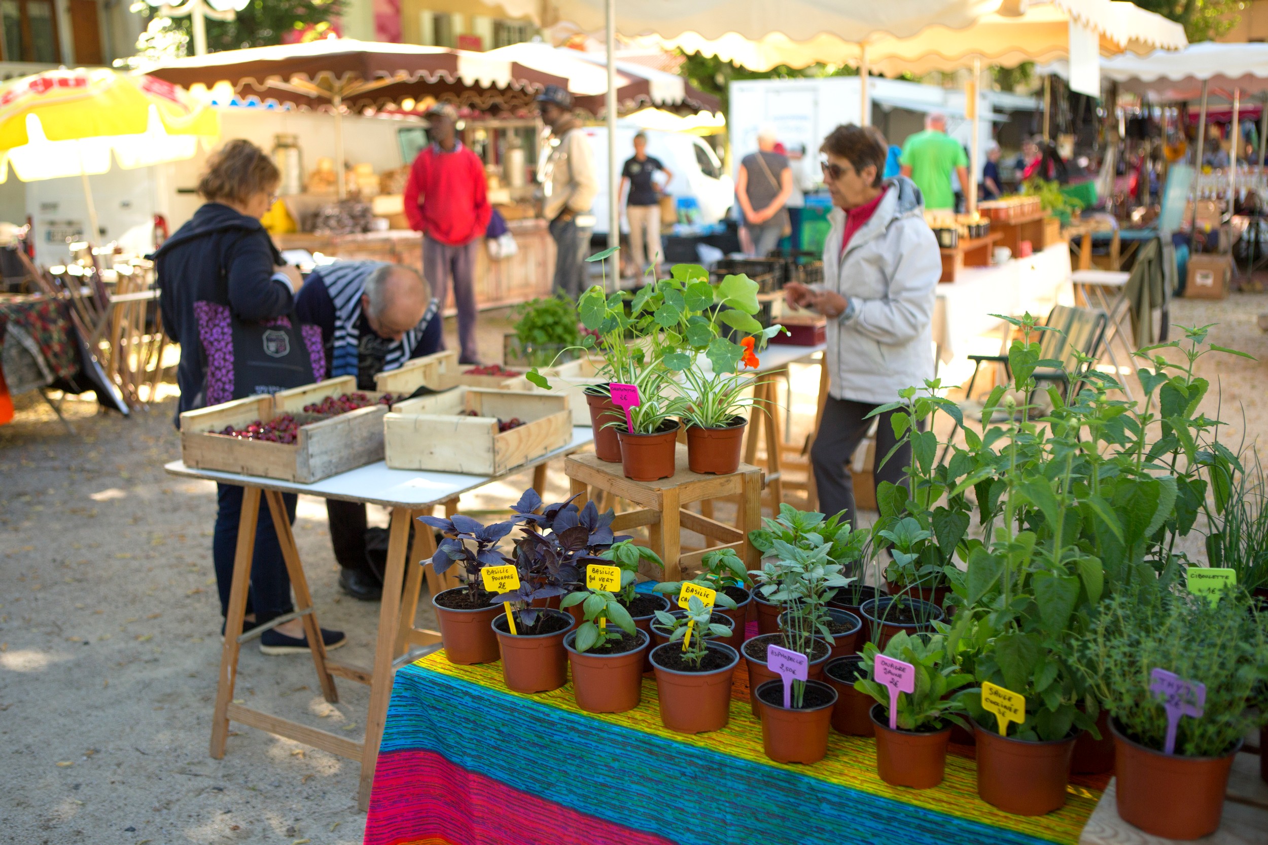 Thueyts - Marché du vendredi matin place du champ de mars - Plantes aromatiques de la Ferme du Bossu ©S.BUGNON