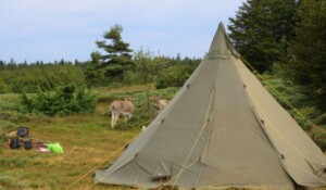Camping and a night under the stars with a donkey_Burzet