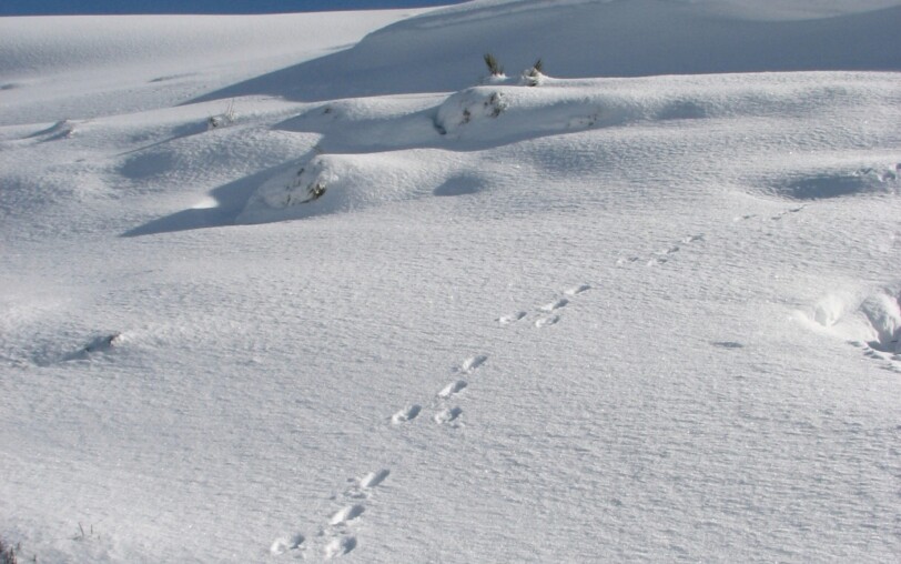 Guided walk: Animal tracks and signs of life in winter