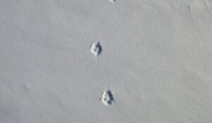 Guided walk: Animal tracks and signs of life in winter