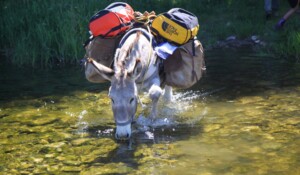 Camping and a night under the stars with a donkey_Burzet