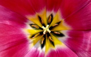 Tulipe en fleur ©pixabay - ©pixabay