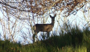 Un chevreuil curieux