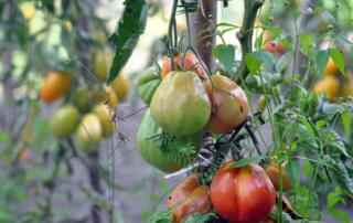 Tomates - ©pixabay