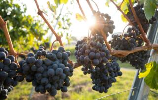 vins, vignes, raisins en Ardèche - ©david-kohler-unsplash
