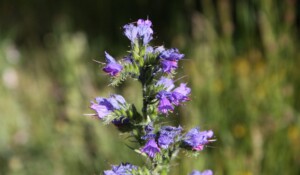 Around Mont Gerbier de Jonc with a donkey_Burzet
